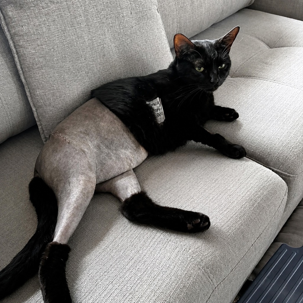 winston the no pants cat on his couch